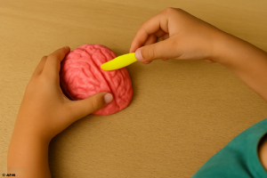 Des mains d'enfant façonnent un cerveau en pâte à modeler rose avec un outil.
