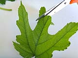 Ciseaux découpant en arrondi le haut d'une feuille d'arbre verte pour former la tête du fantôme.