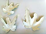 Trois feuilles d'arbre recouvertes de peinture blanche posées à plat pendant le séchage.